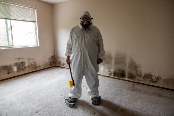 Best Best Mold Removal Companies  in Fairfield, IA
