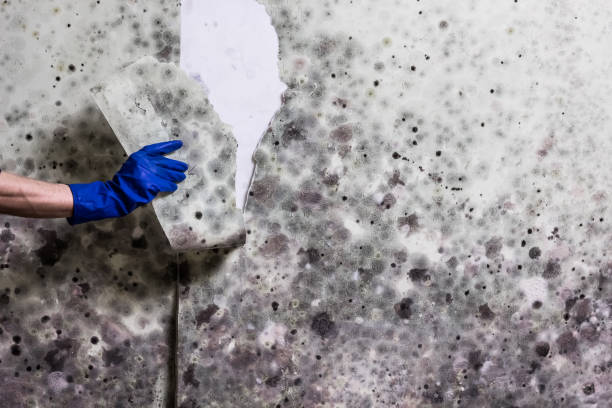 Fairfield, IA Mold Removal Company