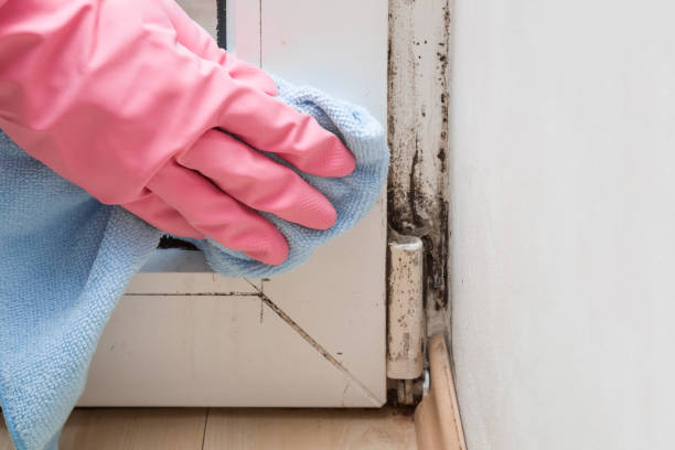Best Mold Removal Specialists  in Fairfield, IA
